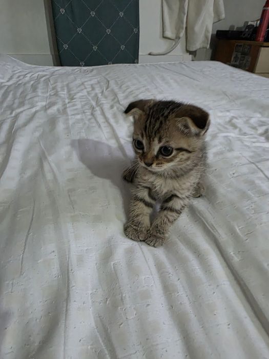 Котята бесплатно