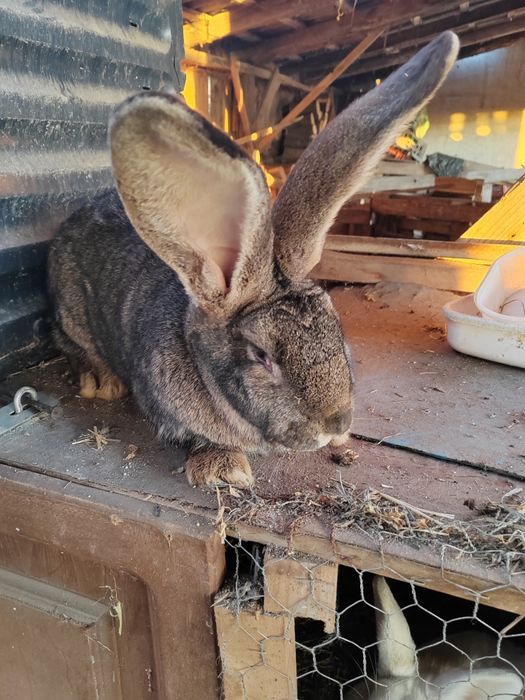 Vând iepuri te montate  uriaș german