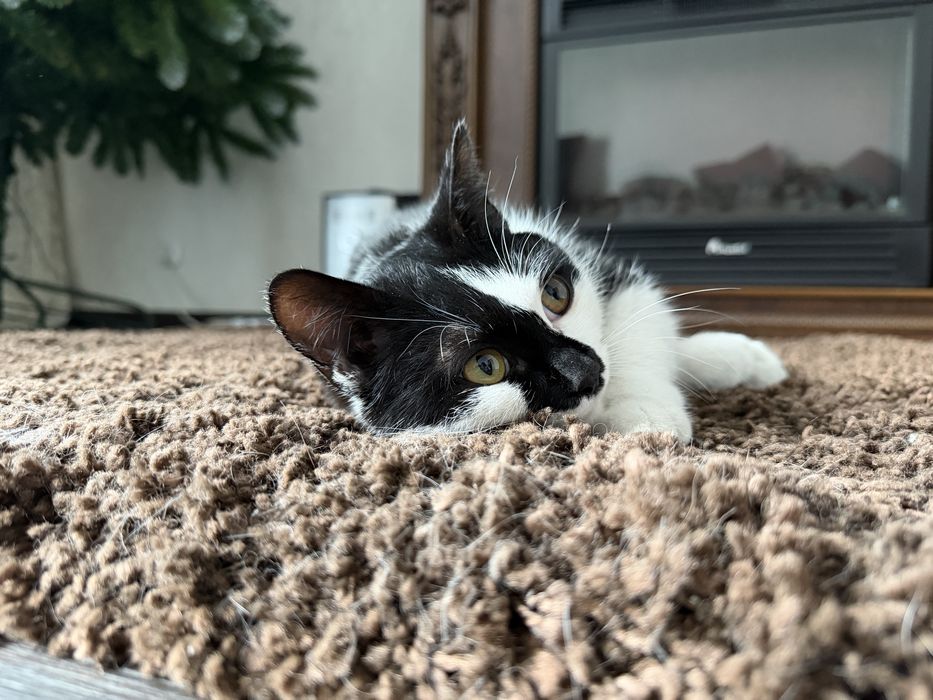 Дарю кошечку.