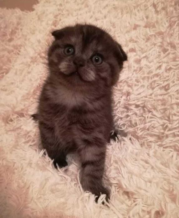 Шотландские породистые котята