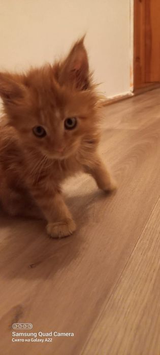 Продам котят мейн кун