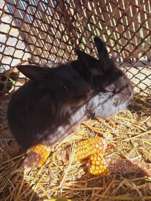 Vand Perusi. Canar .