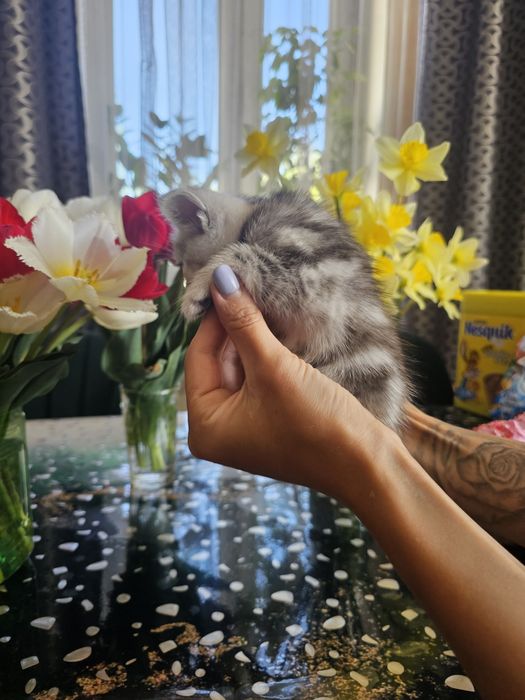 Шотландцы вислоушки.