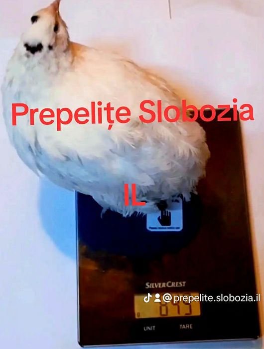 OUĂ TOP de Prepeliță PT INCUBAT  din 7 specii, LIVRARE TOATĂ ȚARA