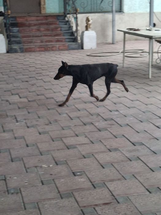 Доберман сатылады.