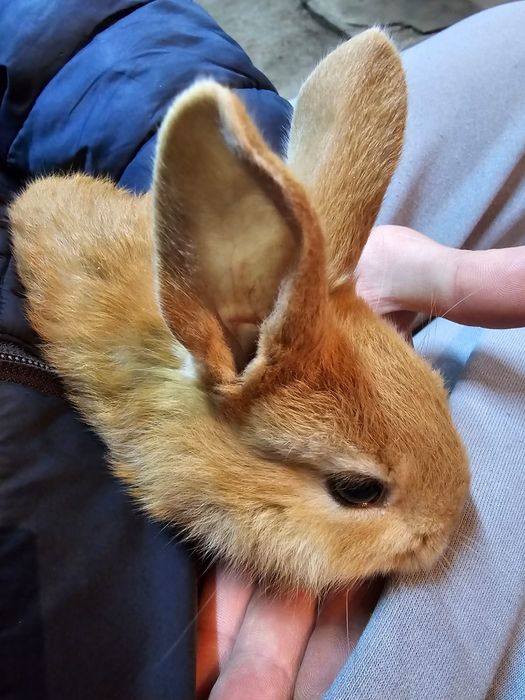 Кролик в аренду для всех