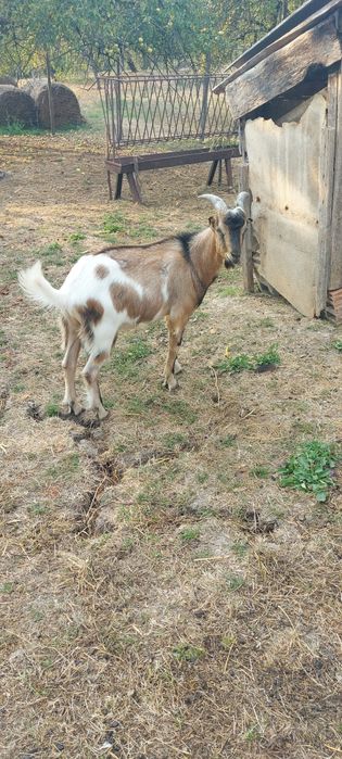 Țap Alpin francez de vanzare