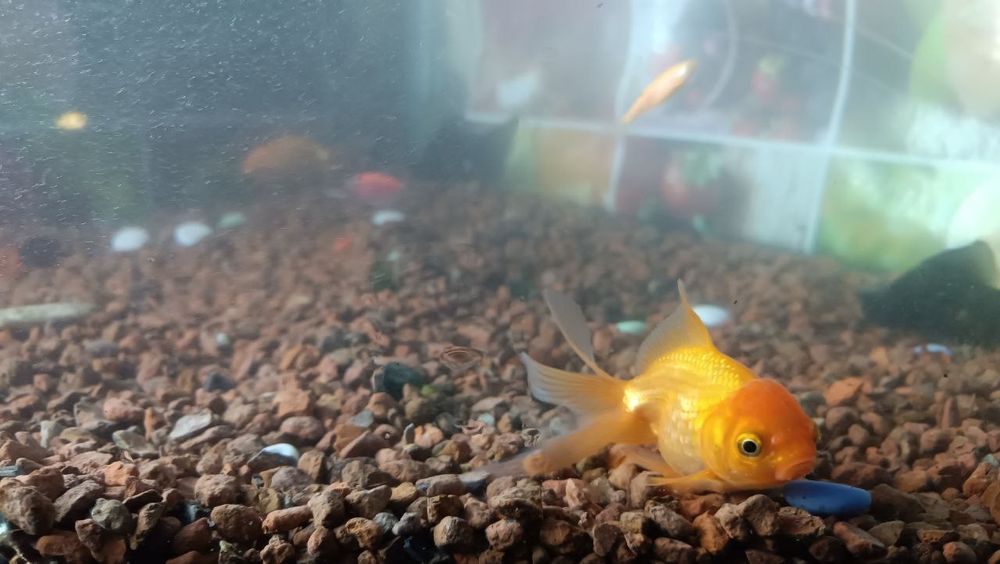 Akvarium baliqlar uchun