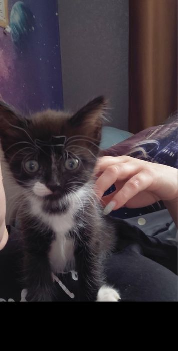 Кошечка 1.5 месяца