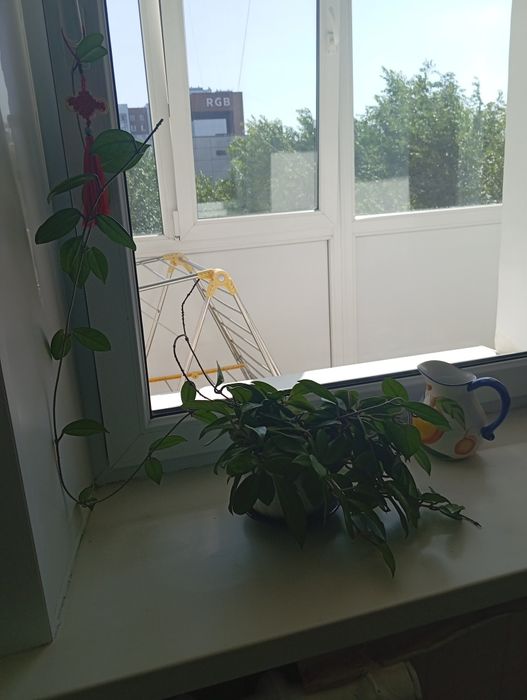 Цветок  Плющ восковой