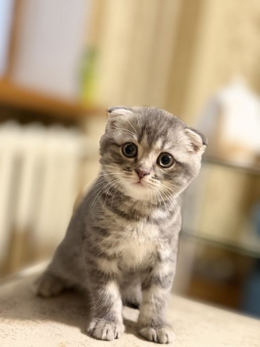 Шотландская вислоухая