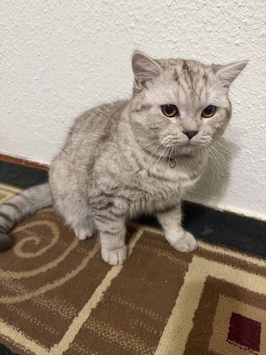 Вязка скотиш страйт