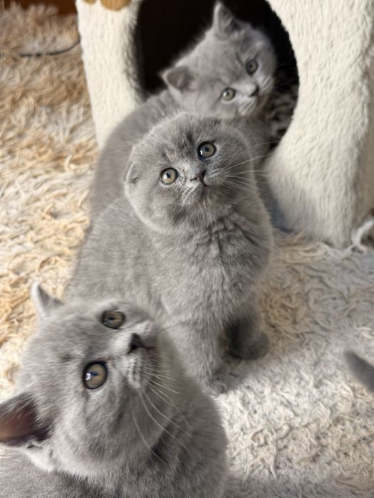 Премиум Котята на продажу