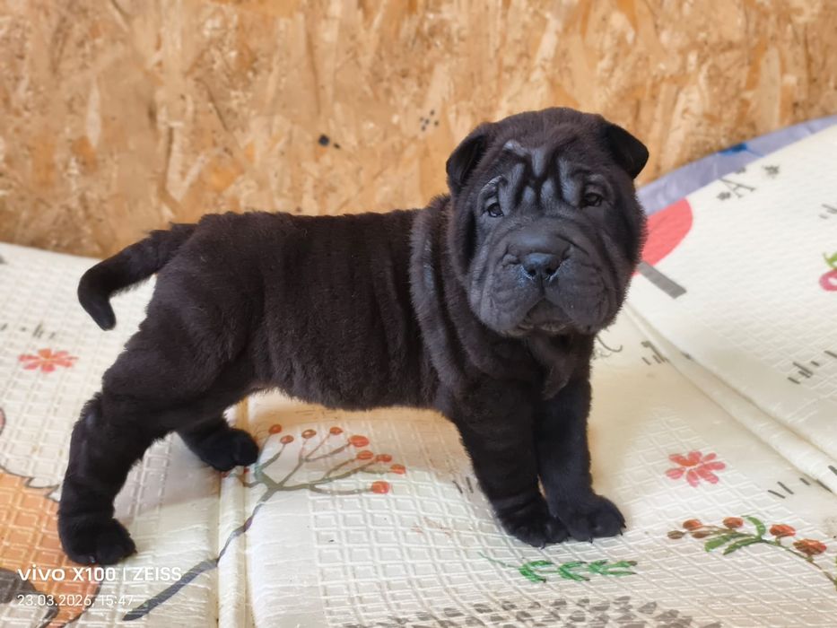 Продажа щенков шарпей