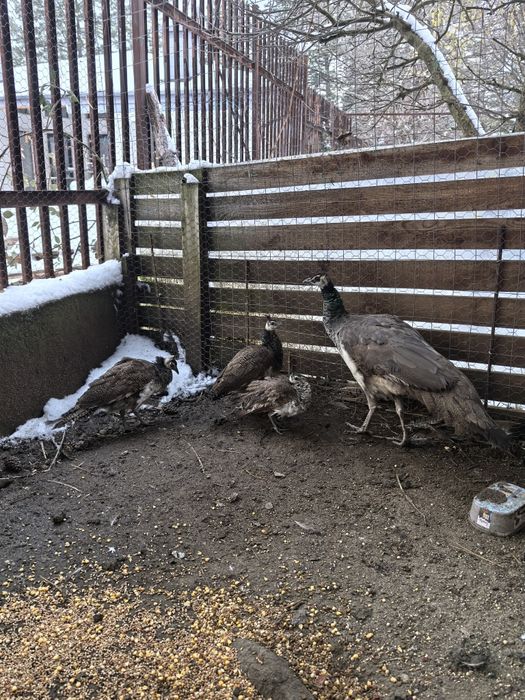 Пауни индийски-семейство