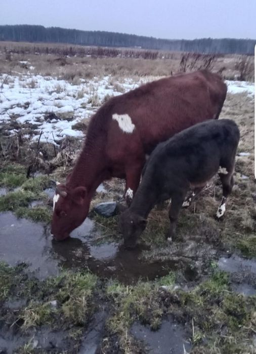 Продам первотелок