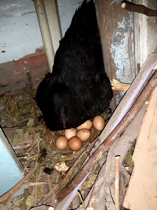 Курки макёнлар ,наседки куры сотилади