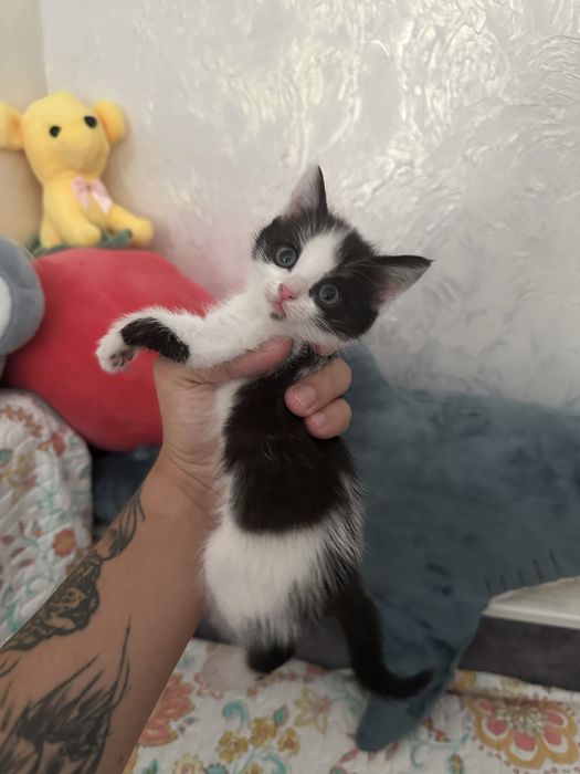 Отдам котенка девочку
