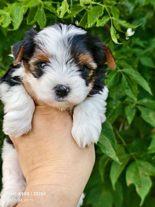 Бивер-йорк, бивер йорк