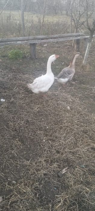 2 gâște și un gascan