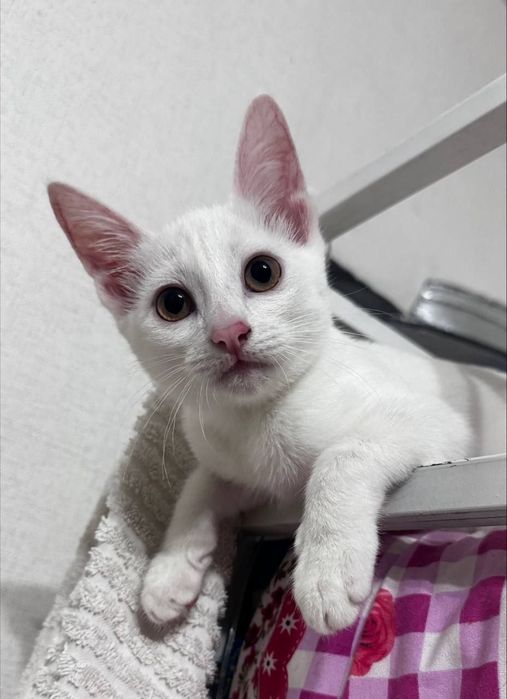 Отдам котёнка, в добрые и надёжные руки