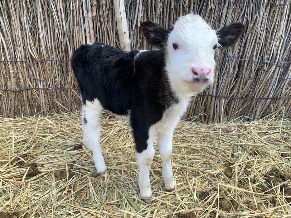 Бұзаулы сиыр сатылады