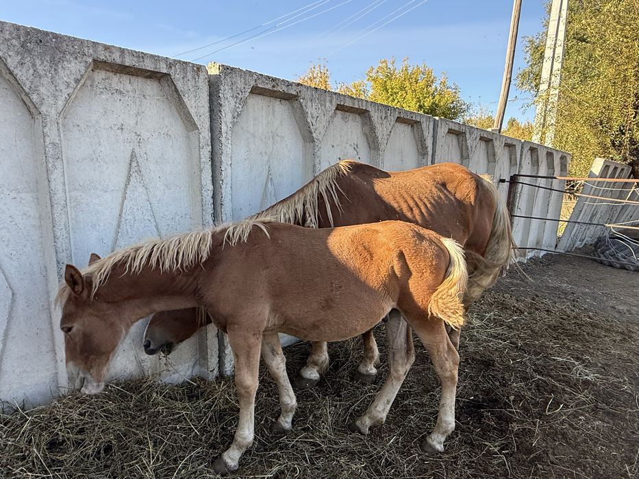 Тяжеловесные лошади