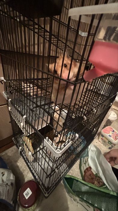 Продажа сирийских хомяков