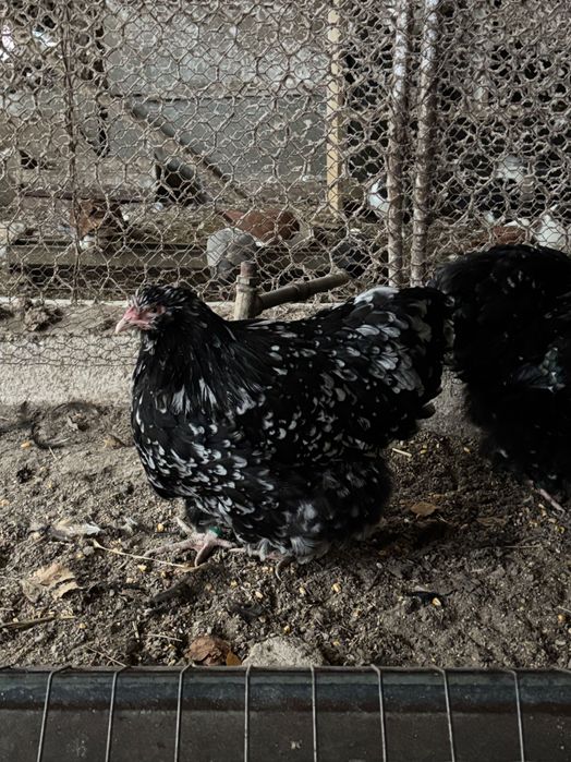 Orpington bobat 2024 si 2025