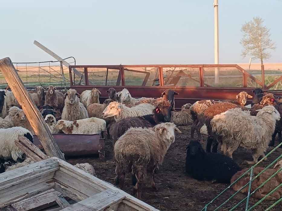Продам баранов оптом