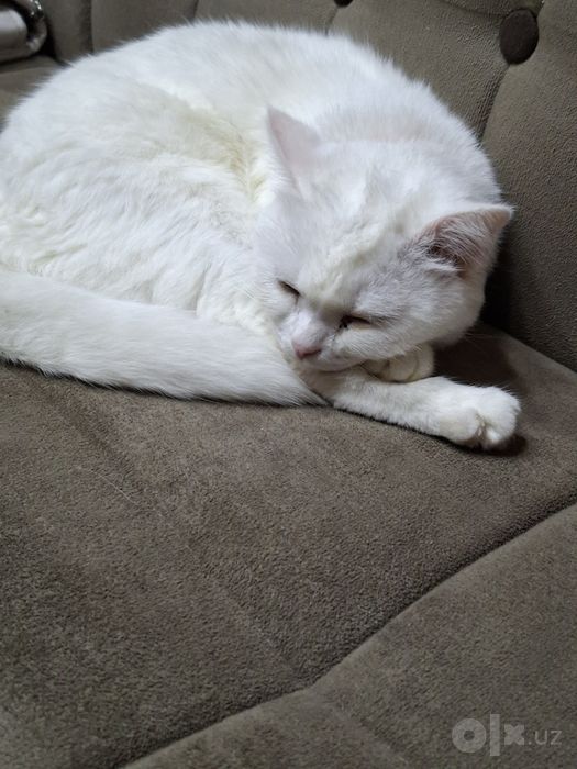 Кошка продается скотиш фолд