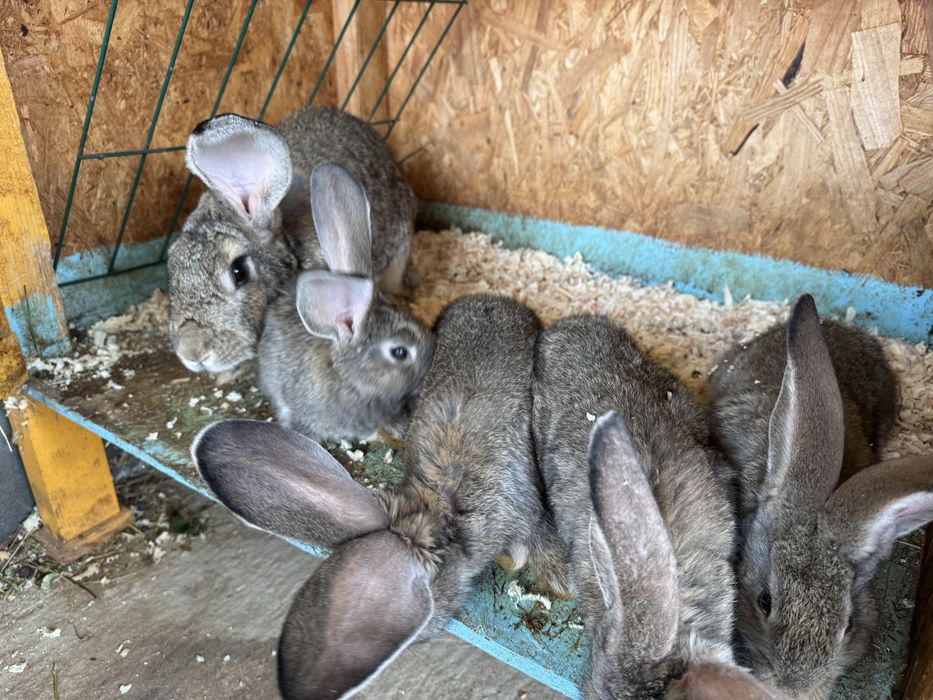 Iepuri Urias german gri si Fluture german