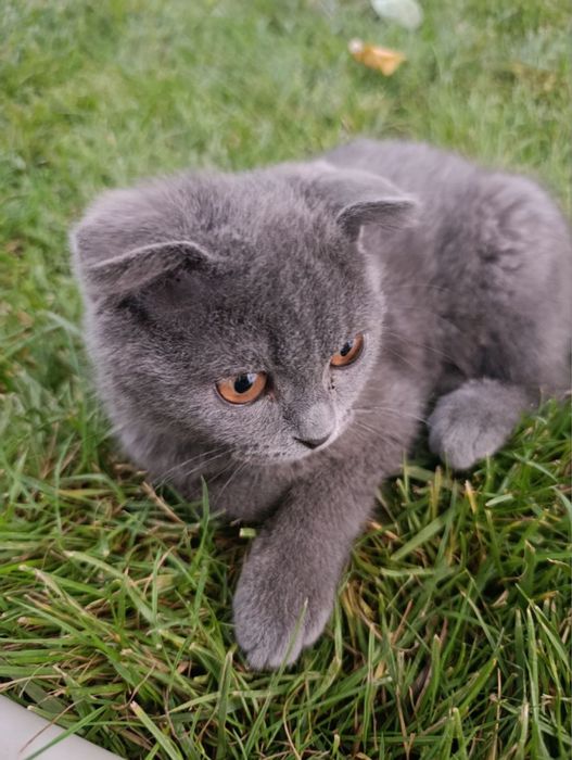 Кот вислоухий британский фолд