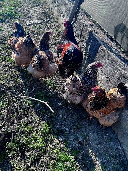 Vand Oua de la gaini de portelan