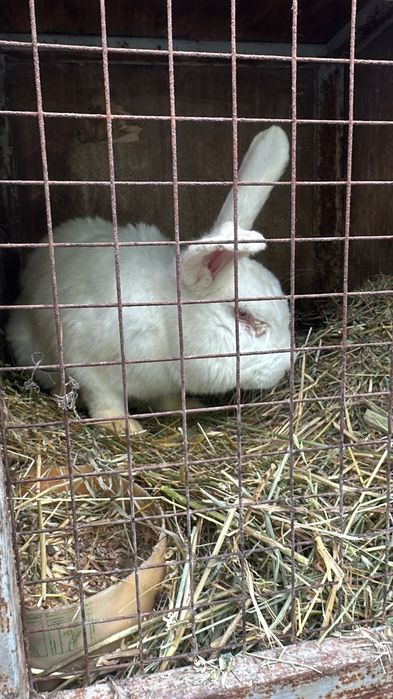 Продам кроликов срочно
