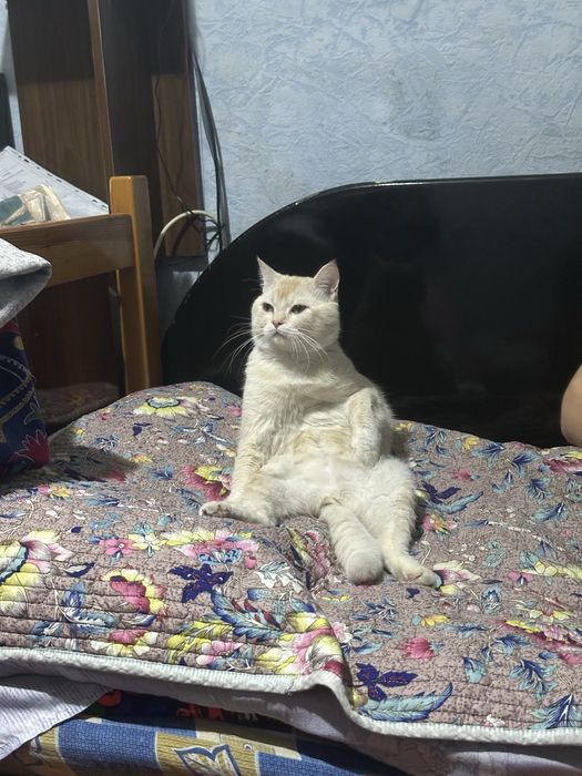 Вяазка котов мальчик