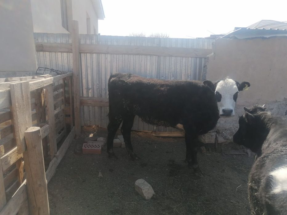 Баспақ жем бордақы