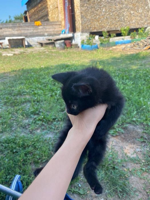 отдам  двух котят в добрые руки