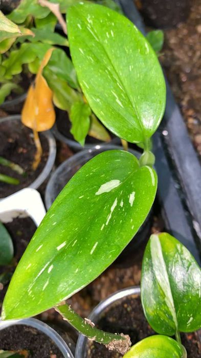 Сортовые сингониумы,монстеры,сцидаптусы,филодендроны