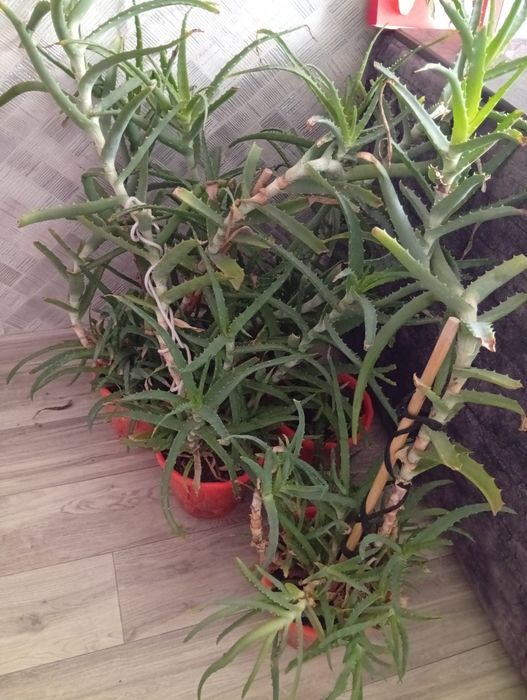 Продам алоэ. Возраст 4 года