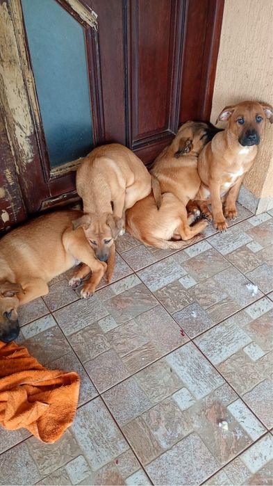 Donez Puii de cațel