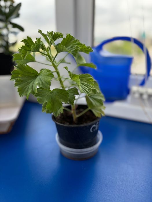 Продам растение герань (пеларгония)