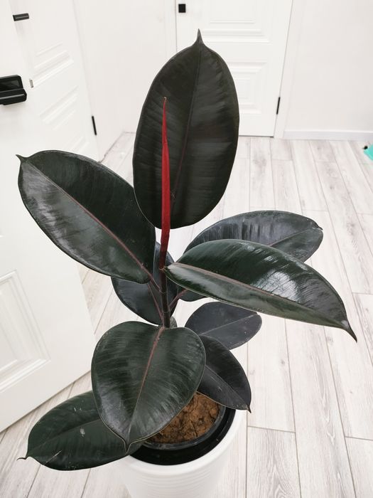 Комнатные цветы, доставка