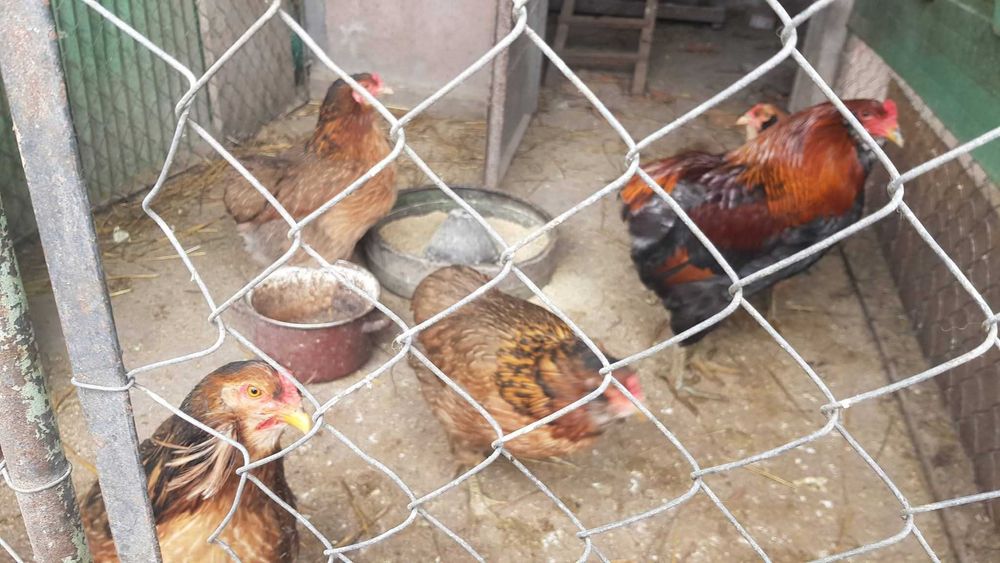 Ouă incubat araucana