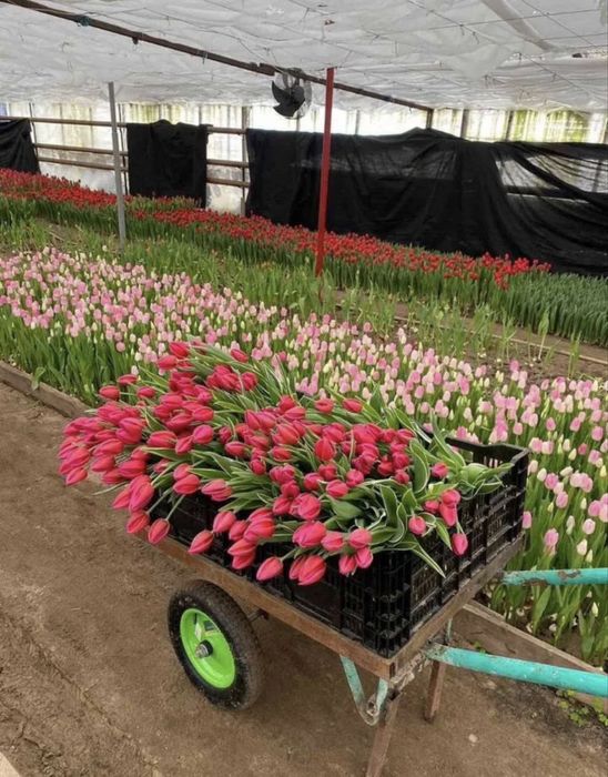 Тюльпаны предзаказ к 8 марта, самая лучшая цена