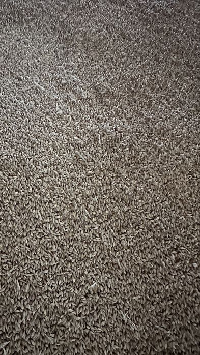 Orzoaica de primavara