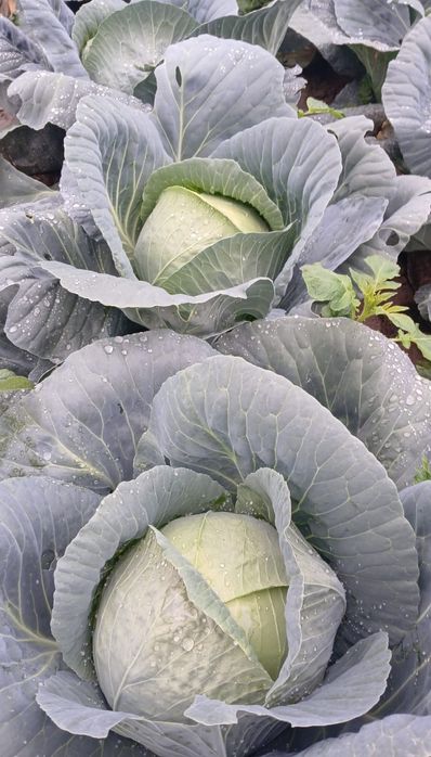 Varză Bucharest de vânzare