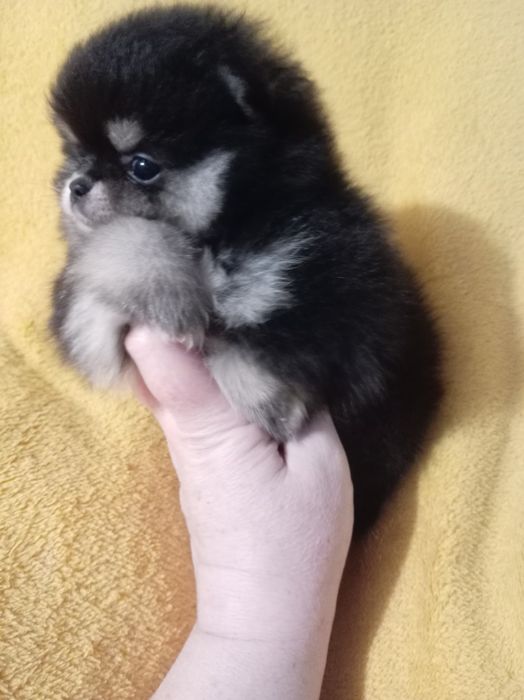 Продам щенков шпица.