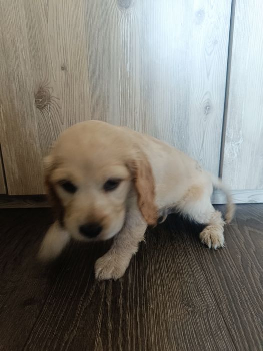 Продавам мъжки английски кокер шпаньоли