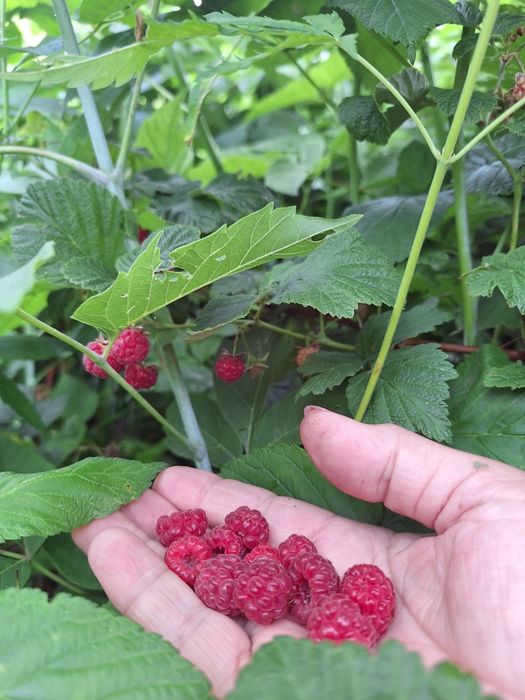 Продам малину свежесобранную